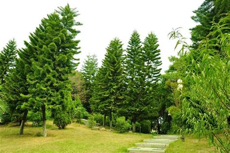 長青樹植物